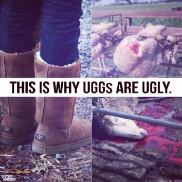 Stop selling Uggs in shoe shops 